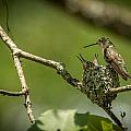 Three Beaks