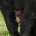 Mother's Shelter